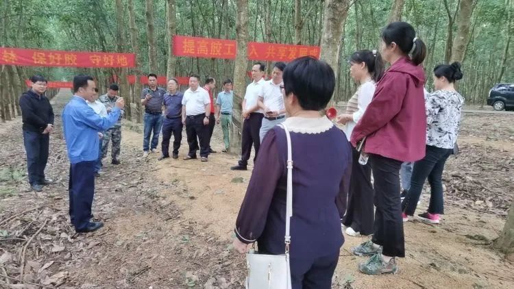 全国割胶冠军张健给各单位学员做标准化胶园建设及割胶技术的经验介绍。.jpg